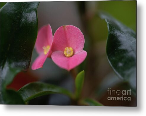 Euphorbia Geroldii Metal Print featuring the photograph Gerold's Spurge by Eva Lechner