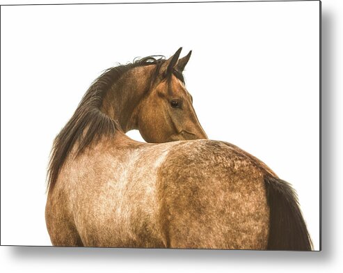 Photographs Metal Print featuring the photograph Ghost - Horse Art by Lisa Saint