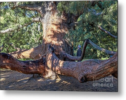 Sequoia Metal Print featuring the photograph Giant Sequoia/Redwood Tree Trunk by Elaine Teague