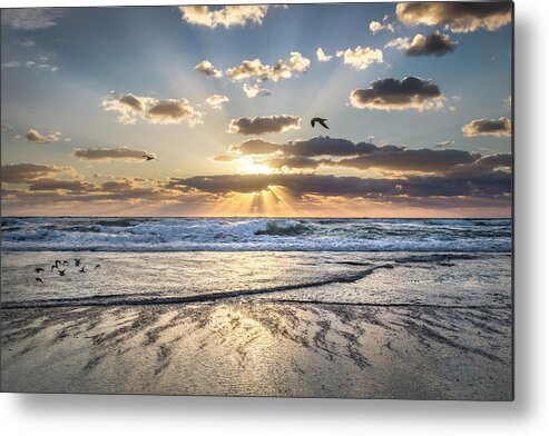 Birds Metal Print featuring the photograph Gliding on the Rays of Dawn by Debra and Dave Vanderlaan