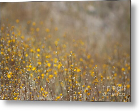 Desert Oasis Metal Print featuring the photograph Glistening with Gold Coachella Valley Wildlife Preserve by Colleen Cornelius