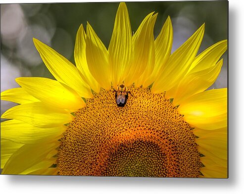 Flower Metal Print featuring the photograph Glowing Sunflower by Susan Rydberg