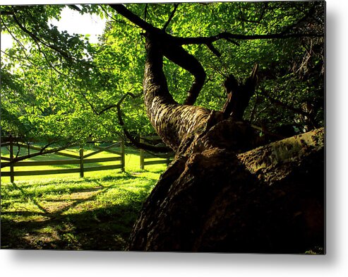 Afternoon Sun Metal Print featuring the photograph Gnarled Tree and Rustic Fence in Golden Hour by Steve Ember