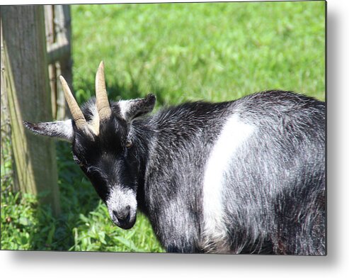 Goat Metal Print featuring the photograph Goat With An Attitude by Demetrai Johnson