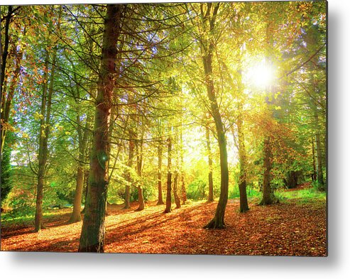 Andbc Metal Print featuring the photograph Golden Day by Martyn Boyd
