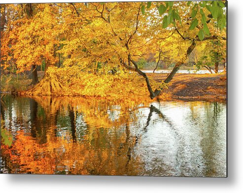 Golden Metal Print featuring the photograph Golden Fall Reflections in Brooklyn by Auden Johnson