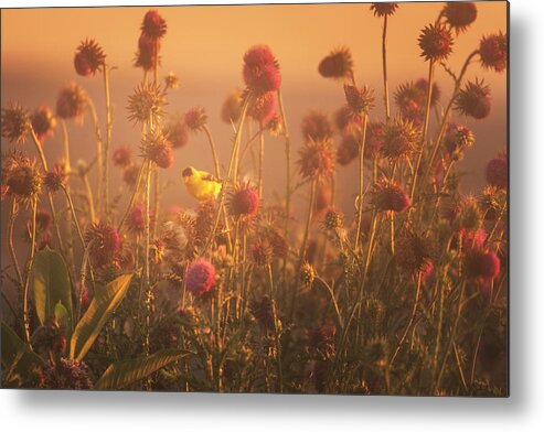 Gold Metal Print featuring the photograph Golden Finch in the Golden Light by Jason Fink