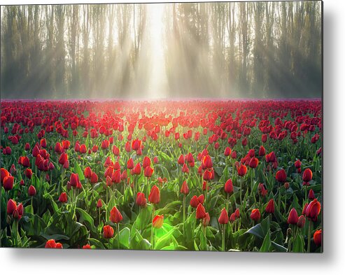 Tulips Metal Print featuring the photograph Golden Hour Tulips by Michael Rauwolf