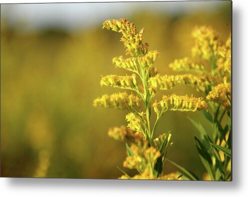 Plant Metal Print featuring the photograph Golden by Lens Art Photography By Larry Trager