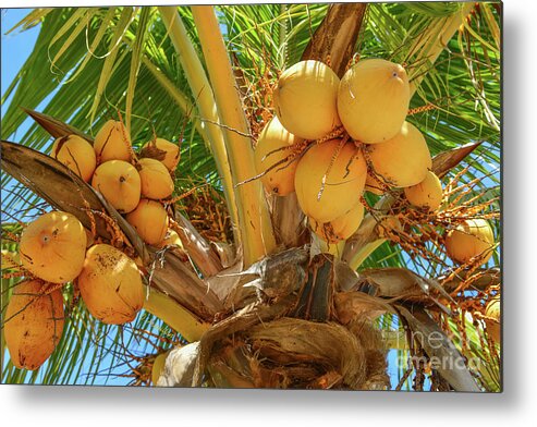 Palm Tree Metal Print featuring the photograph Golden Malayan Dwarf Coconuts by Olga Hamilton