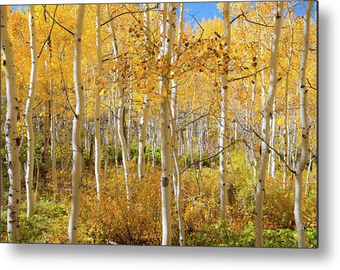 White Metal Print featuring the photograph Golden Moment by James BO Insogna