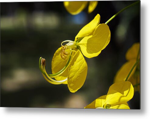 Outdoors Metal Print featuring the photograph Golden shower tree flower detail by Wagner Campelo