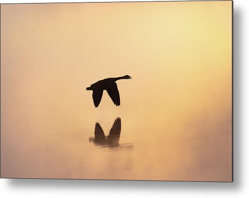 Canadian Goose Metal Print featuring the photograph Goose In Flight Among The Mist by Jordan Hill