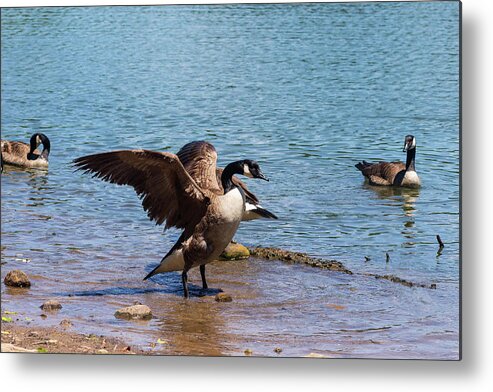 Blue Metal Print featuring the photograph Goose Stretching by a Summer Lake by Auden Johnson