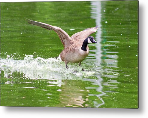 Goose Metal Print featuring the photograph Goose Taking Flight by Auden Johnson