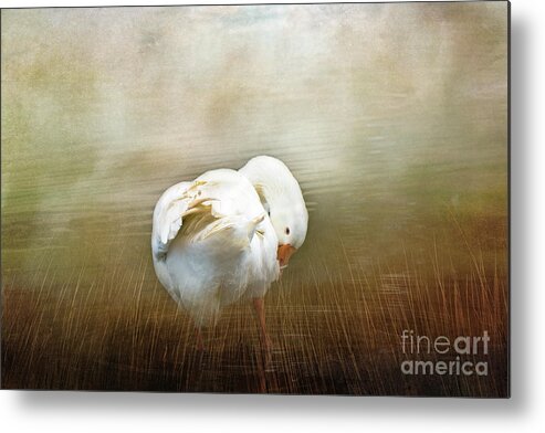 Goose Metal Print featuring the photograph Goose with an Itch by Elaine Teague