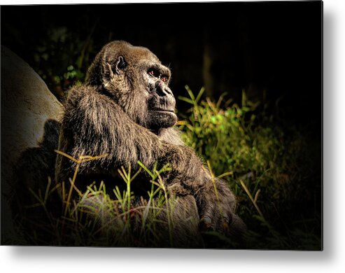 Gorilla Metal Print featuring the photograph A gorilla named Choomba by Karen Cox