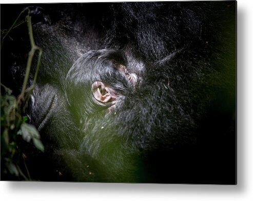 Mountain Gorilla Metal Print featuring the photograph Gorilla Mother and Baby by Kate Malone