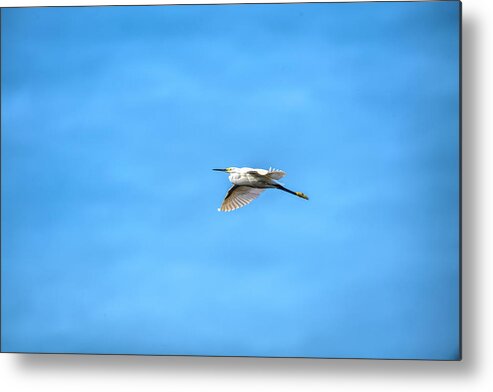 White Metal Print featuring the photograph Graceful flyer by Dan Friend