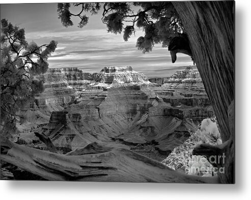 Grand Canyon Metal Print featuring the photograph Grand Canyon Framed By Tree  by Martin Konopacki
