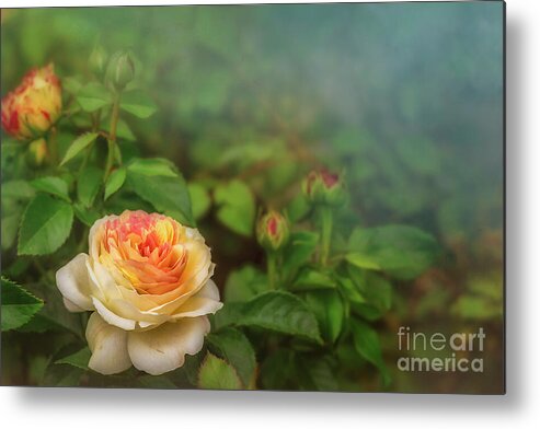 Peony Metal Print featuring the photograph Grandmother's Peonies by Shelia Hunt