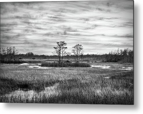 Clouds Metal Print featuring the photograph Grasses across the Everglades in Black and White by Debra and Dave Vanderlaan