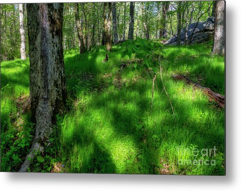 Grass Metal Print featuring the photograph Grasses of the Blue Ridges by Shelia Hunt