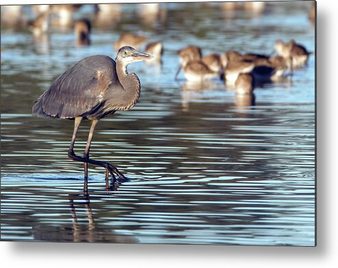 Great Blue Heron Metal Print featuring the photograph Great Blue Heron 3066-021721-2 by Tam Ryan