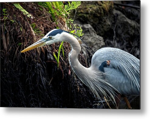 Great Blue Heron Metal Print featuring the photograph Great Blue Heron by Bryan Williams