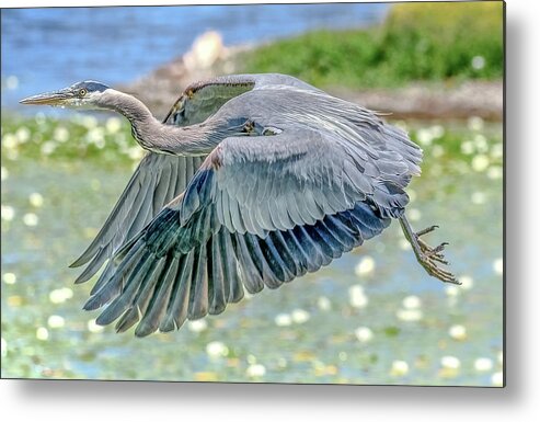 Blue Heron Metal Print featuring the photograph Great Blue Heron by Jerry Cahill