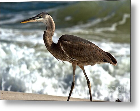 Great Metal Print featuring the photograph Great Blue Heron Walking Along The Surf by Adam Jewell