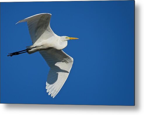 Blue Metal Print featuring the photograph Great Egret In Flight by Steve DaPonte