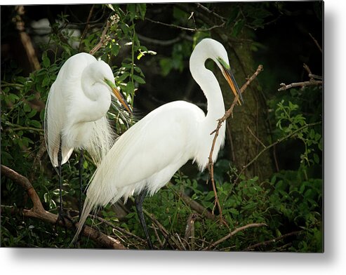 Wildlife Metal Print featuring the photograph Great Egret Pair Nest Building by Kristia Adams