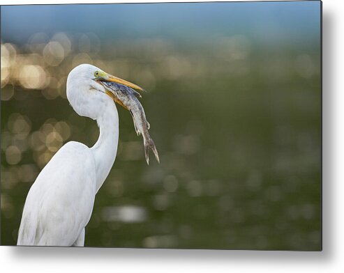 Tim Fitzharris Metal Print featuring the photograph Great Egret with Fish by Tim Fitzharris