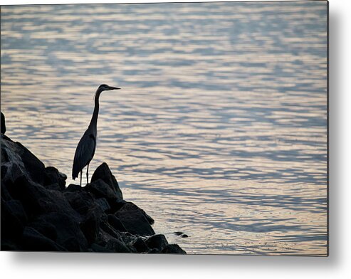 Great Blue Heron Metal Print featuring the photograph Great Heron at Dusk by Rachel Morrison