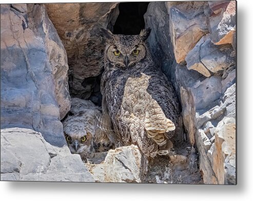 Owl Metal Print featuring the photograph Great Horned Owl Nest by Wesley Aston