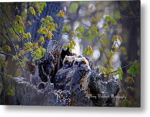 Owls Metal Print featuring the photograph Great Horned Owlets by Mary Walchuck