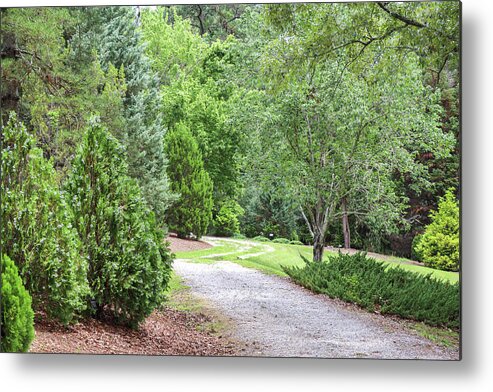 Trees Metal Print featuring the photograph Green And Greener Path by Ed Williams