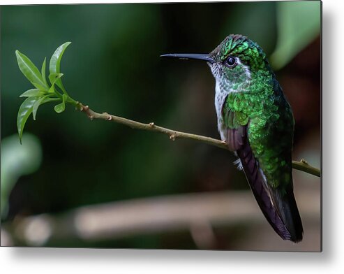 Green-crowned Brilliant Metal Print featuring the photograph Green-crowned Brilliant by MaryJane Sesto