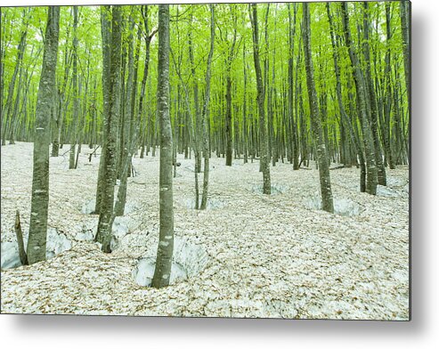 Scenics Metal Print featuring the photograph Green forest with snowpack by Plusphoto