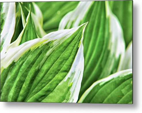 Green Leaves Metal Print featuring the photograph Green Leaves Nature Abstract by Christina Rollo