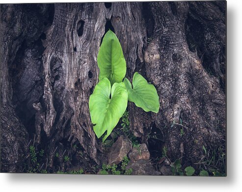 Adam And Eve Metal Print featuring the photograph Green leaves of arum between the roots of a very old olive tree by Jean-Luc Farges