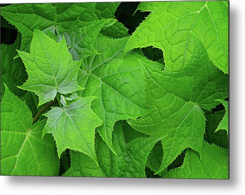 Maple Metal Print featuring the photograph Green maple leaves by Bernhard Schaffer
