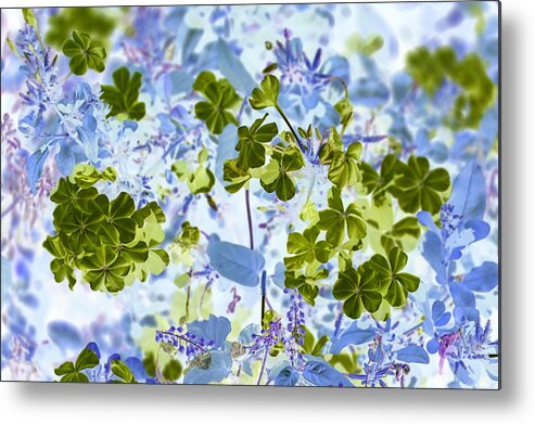 Flower Metal Print featuring the photograph Blooms of Green in Blue by Missy Joy