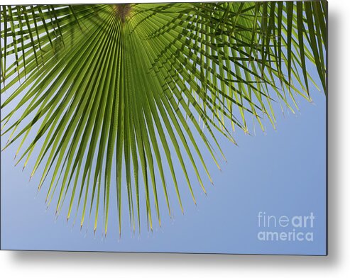 Palm Leaf Metal Print featuring the photograph Green palm leaf and blue sky, summer season by Adriana Mueller