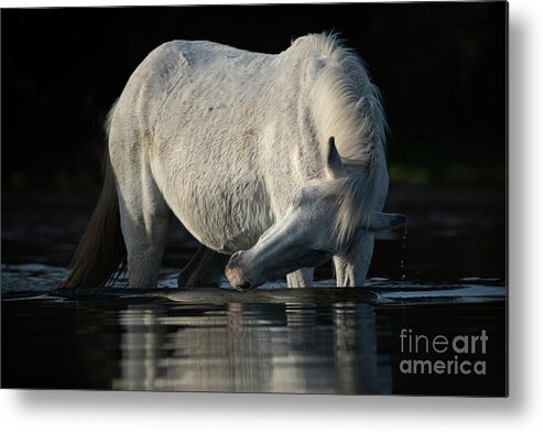 Salt River Wild Horse Metal Print featuring the photograph Grey Beauty by Shannon Hastings