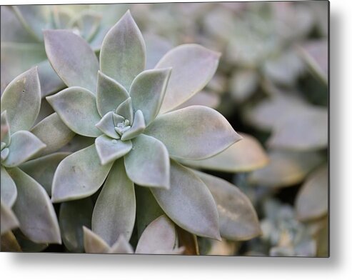 Succulent Metal Print featuring the photograph Grey Ghost Plant by Mingming Jiang
