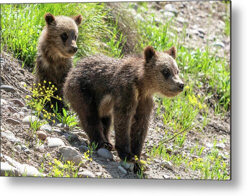 Grizzly Metal Print featuring the photograph Grizzly Bear Cubs by Wesley Aston