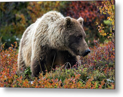 Grizzly Metal Print featuring the photograph Grizzly bear in Denali national park - Alaska by Olivier Parent