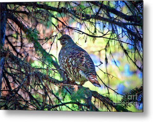 Grouse Metal Print featuring the photograph Grouse on Tree by Thomas Nay
